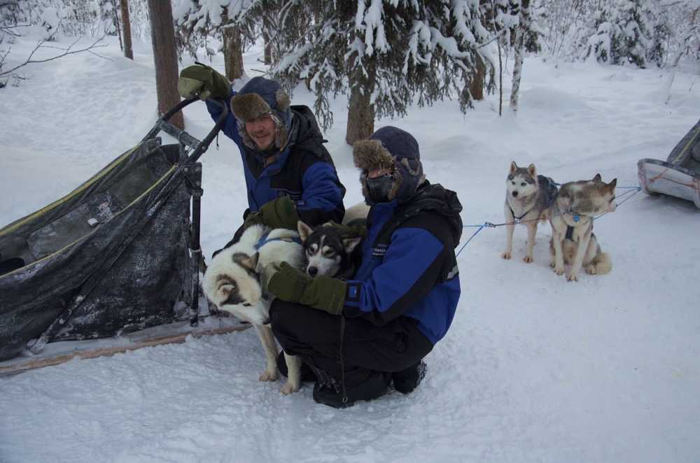 Lappland-Hundeschlitten-Abschied