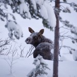 Foto eines jungen Elchs, die Mutter liegt ganz in der Nähe