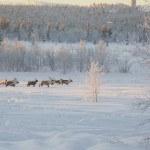 Aufnahme einer Rentierende