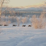 Aufnahme von einer Rentierende