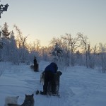 Kontrastreiches Bild mit der aufgehenden Sonne, die sich noch hinter einer Baumreihe versteckt