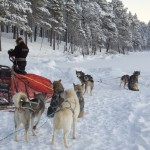 Startvorbereitungen, die Huskys wurden an die Schlitten gespannt und die Ausrüstung verstaut