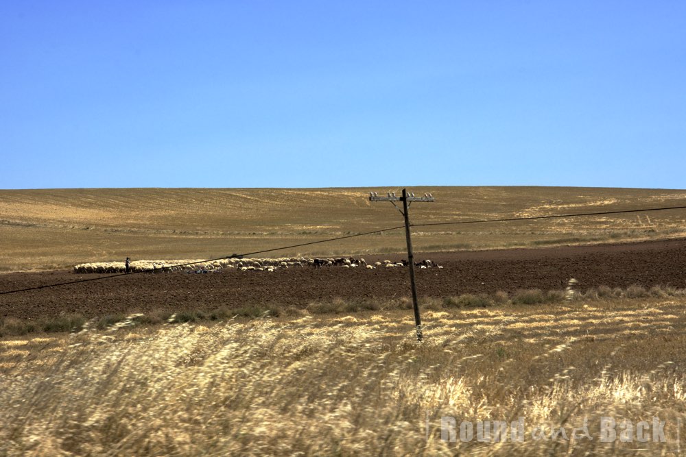 Aufnahme eines Feldes in der Türkei mit einer Schafherde