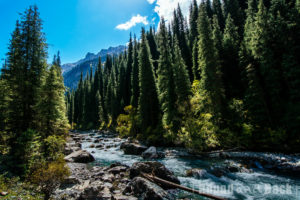 Der Fluss, wie er zwischen einem Wald aus Tannen hervor kommt