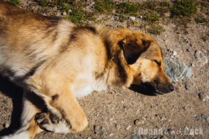 Der Hund Tiger, wie er in der Sonne schläft