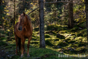 Wildpferd vor grünem Wald im Hintergrund