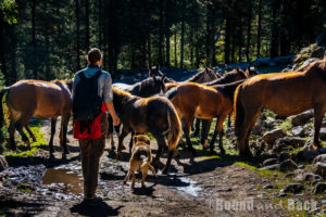 Der Hund Tiger, wie er mit ein paar mal Bellen die Pferde vom Weg scheucht